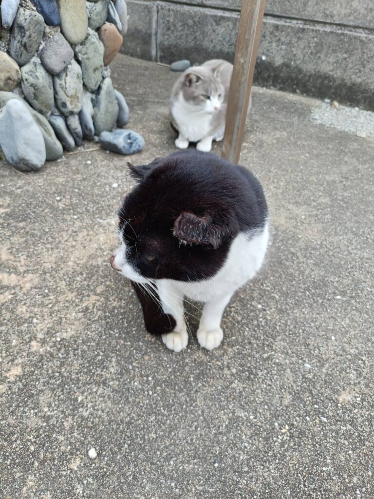 寄ってくるねこ